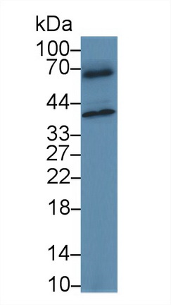CD2分子(CD2)多克隆抗体