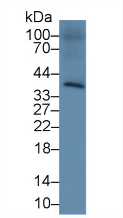 CD2分子(CD2)多克隆抗体