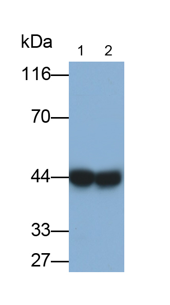 CD32分子(CD32)多克隆抗體
