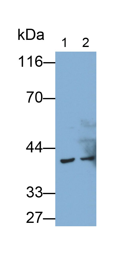 CD23分子(CD23)多克隆抗体