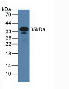 CD23分子(CD23)多克隆抗体