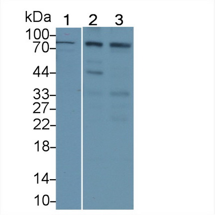 整合素β2(CD18)多克隆抗體