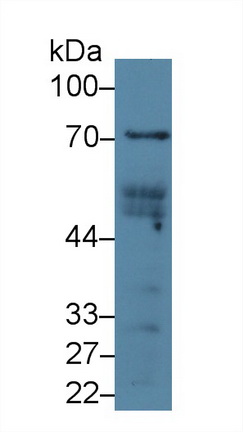 信号转导衔接分子1(STAM1)多克隆抗体