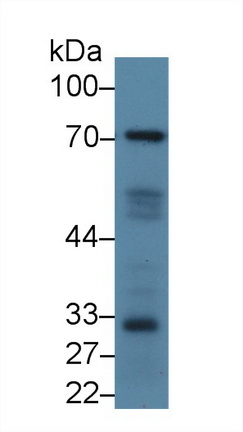 信号转导衔接分子1(STAM1)多克隆抗体