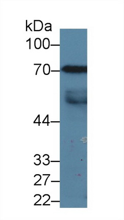 信号转导衔接分子1(STAM1)多克隆抗体