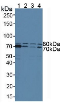 信号转导衔接分子1(STAM1)多克隆抗体