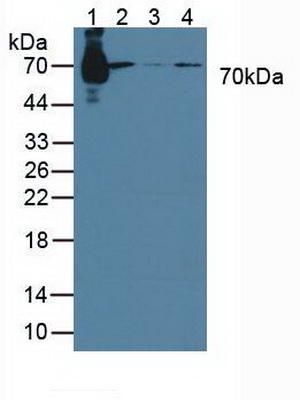 信号转导衔接分子1(STAM1)多克隆抗体