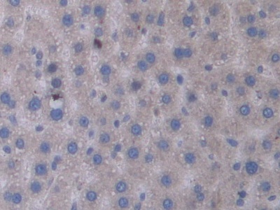 信号转导衔接分子1(STAM1)多克隆抗体