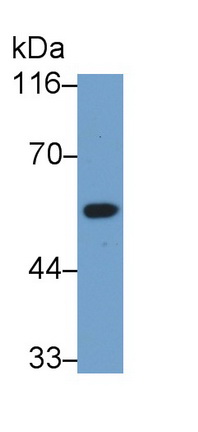 干擾素調(diào)節(jié)因子3(IRF3)多克隆抗體