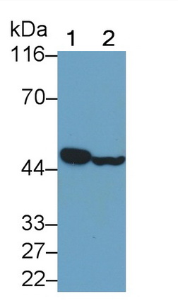 干擾素調節(jié)因子3(IRF3)多克隆抗體