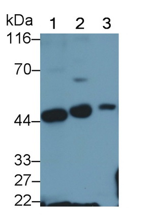 干擾素調節(jié)因子3(IRF3)多克隆抗體