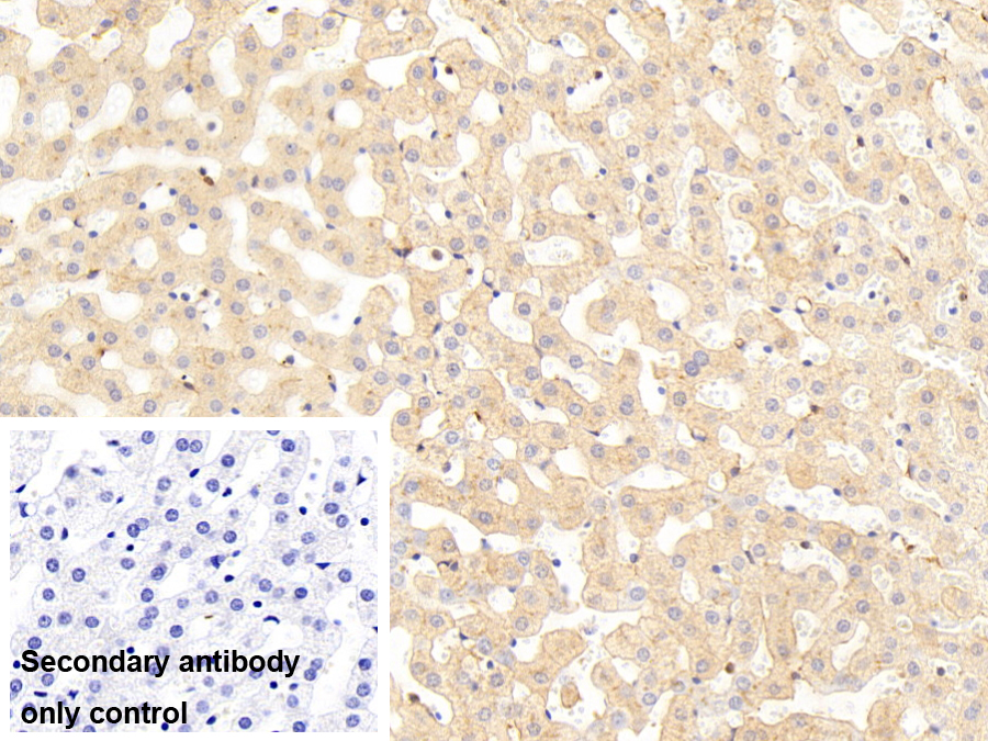 巨噬细胞清道夫受体1(MSR1)多克隆抗体