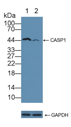 胱天蛋白酶1(CASP1)多克隆抗體