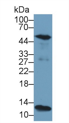胱天蛋白酶1(CASP1)多克隆抗體