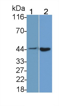 胱天蛋白酶1(CASP1)多克隆抗體