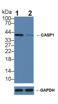 胱天蛋白酶1(CASP1)多克隆抗体