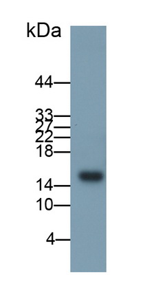 趨化因子配體2(CXCL2)多克隆抗體
