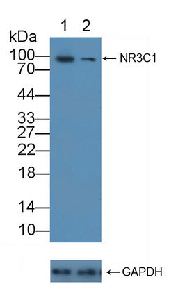 糖皮质激素受体(GR)多克隆抗体