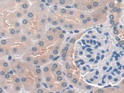 CD209分子(CD209)多克隆抗体