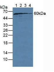GDP解离抑制因子1(GDI1)多克隆抗体