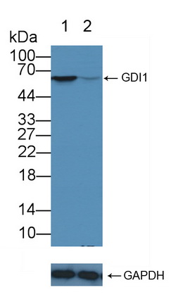 GDP解离抑制因子1(GDI1)多克隆抗体