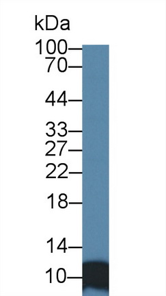 9kDa信号识别颗粒(SRP9)多克隆抗体