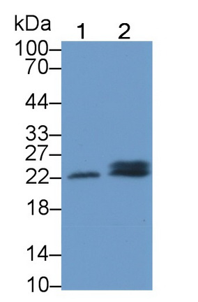 表面活性物质关联蛋白C(SP-C)多克隆抗体