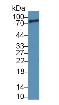 补体成分1s(C1s)多克隆抗体