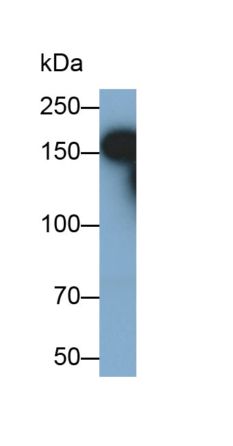 整合素αM(CD11b)多克隆抗体
