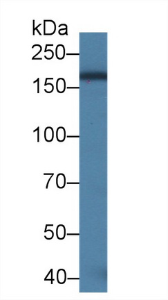 整合素αM(CD11b)多克隆抗體