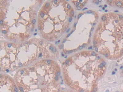 白介素28A(IL28A)多克隆抗體