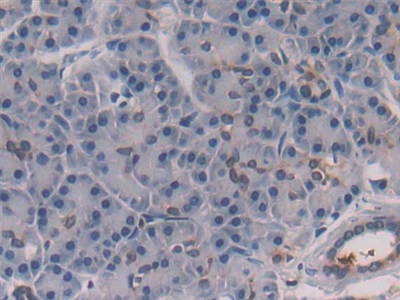 白介素28A(IL28A)多克隆抗體