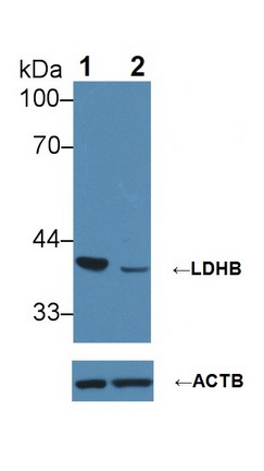 乳酸脫氫酶B(LDHB)多克隆抗體