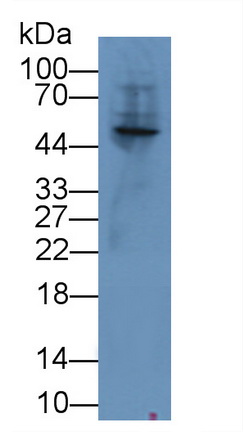 血管生成素樣蛋白3(ANGPTL3)多克隆抗體