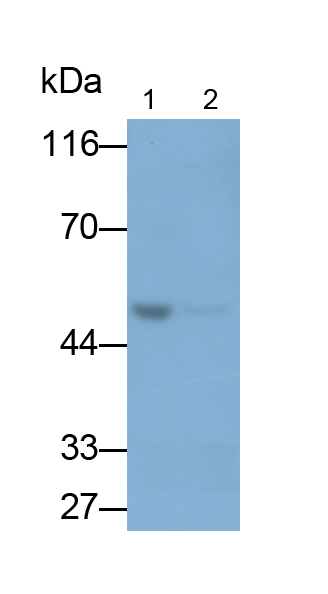 血管生成素樣蛋白3(ANGPTL3)多克隆抗體
