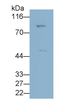 血管生成素样蛋白3(ANGPTL3)多克隆抗体