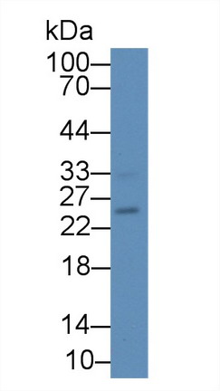 白介素17B(IL17B)多克隆抗体