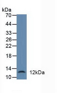 防御素α1(DEFa1)多克隆抗体