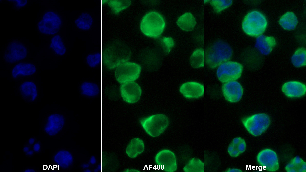 Kell血型糖蛋白(KEL)多克隆抗體