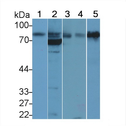 基底细胞粘附分子(BCAM)多克隆抗体