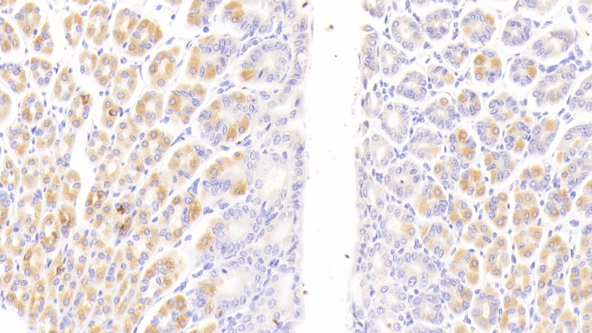 CD163分子(CD163)多克隆抗體