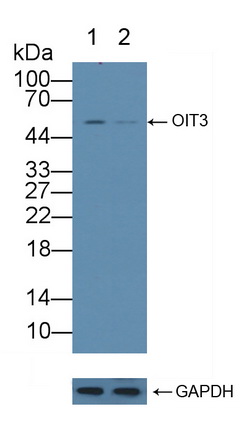 癌蛋白诱导转录物3(OIT3)多克隆抗体