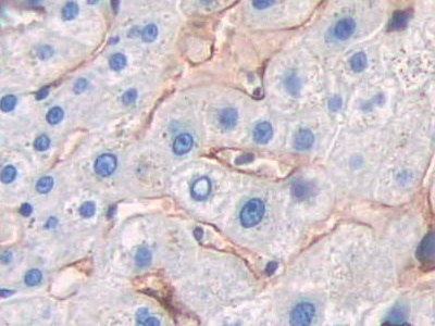 CD299分子(CD299)多克隆抗体