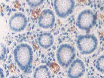CD299分子(CD299)多克隆抗体