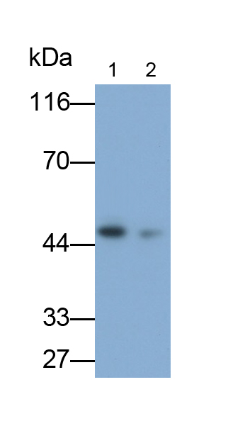 CD299分子(CD299)多克隆抗体
