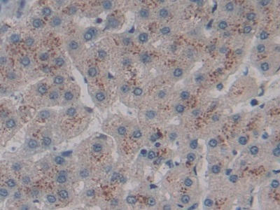 CD301分子(CD301)多克隆抗体