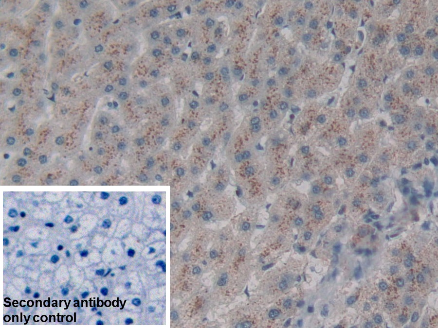 CD301分子(CD301)多克隆抗体