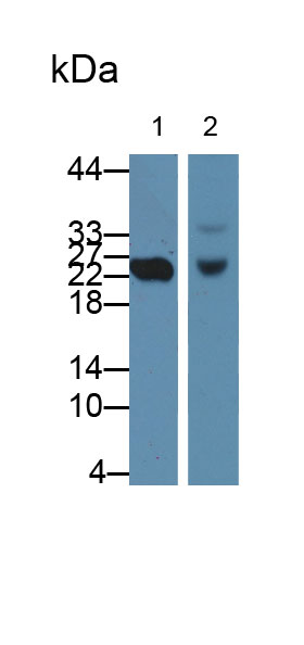 CD301分子(CD301)多克隆抗体