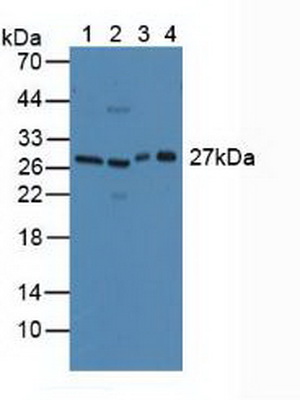CD301分子(CD301)多克隆抗體