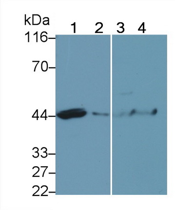 胱天蛋白酶4(CASP4)多克隆抗體